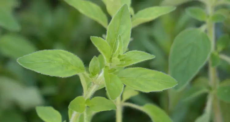 oregano origanum vulgare