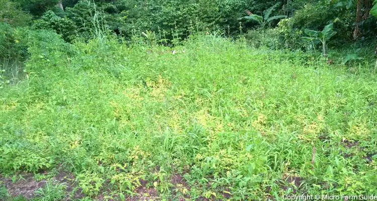 overgrown planting area