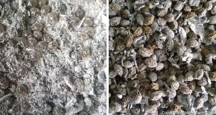 papaya seeds in ashes before and after