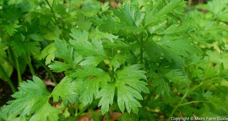 parsley petroselinum crispum