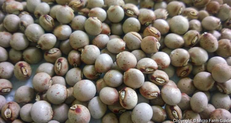 pigeon peas seeds