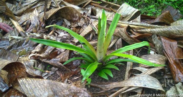 pineapple plant with dry banana leaf mulch