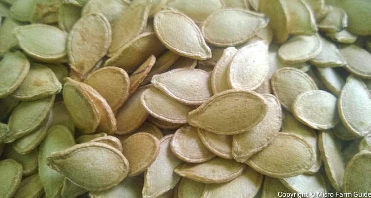 pumpkin seeds dry