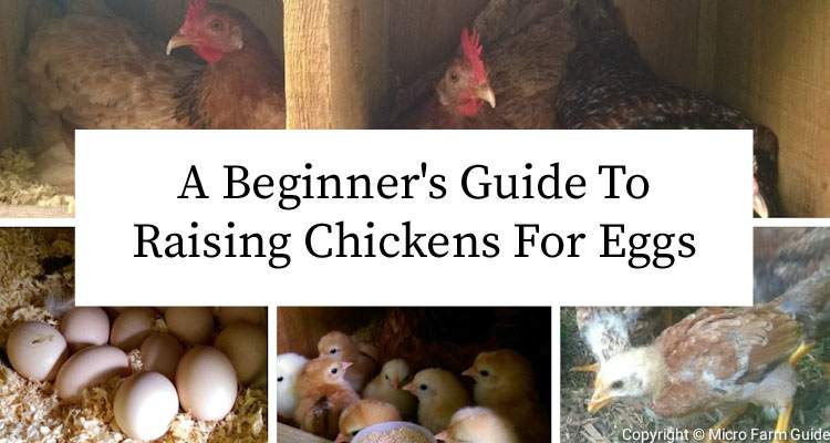 raising chickens for eggs