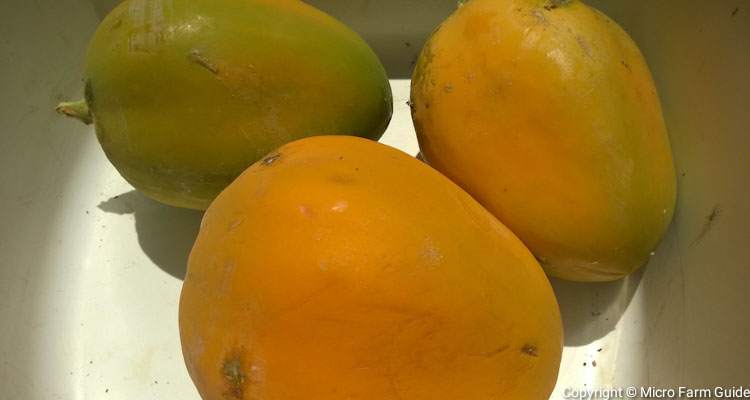 ripe papayas