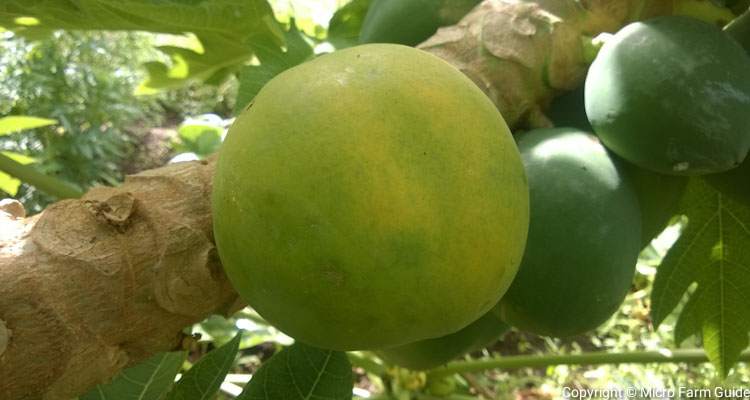 ripening papaya on tree