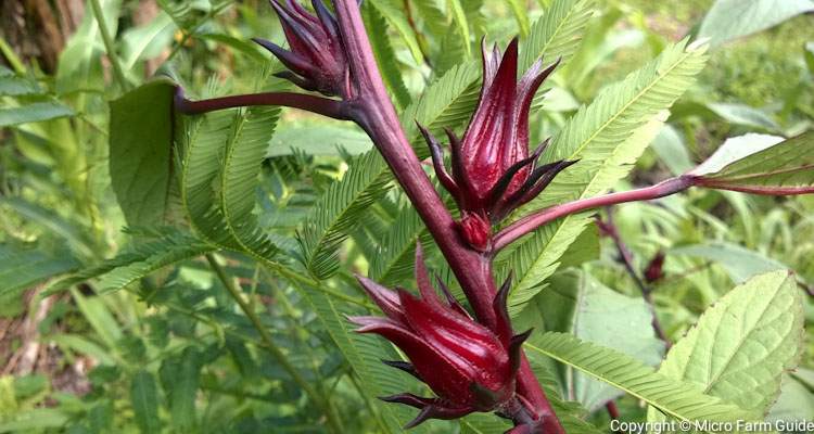 roselle calyces ready to harvest