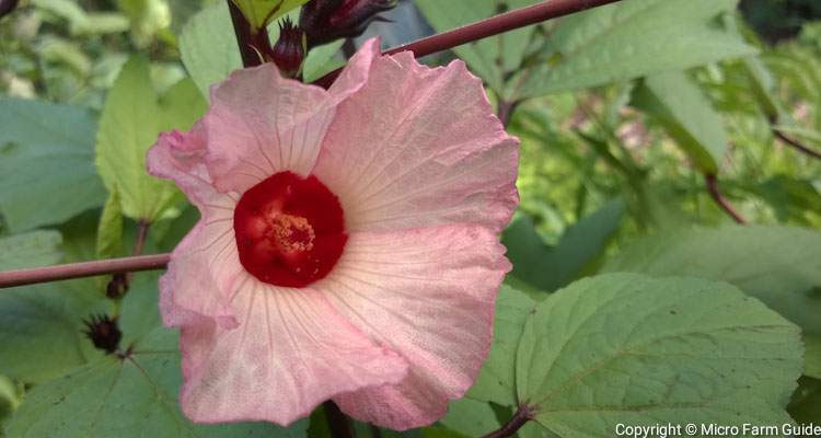 roselle flower