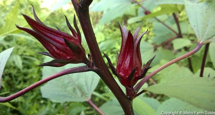 roselle hibiscus sabdariffa