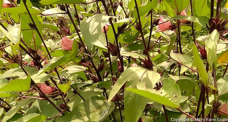 roselle plants with flowers and calyces