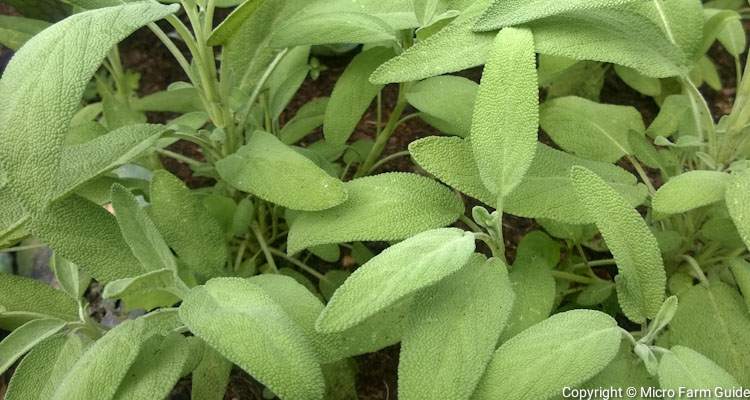 Sage Salvia Officinalis
