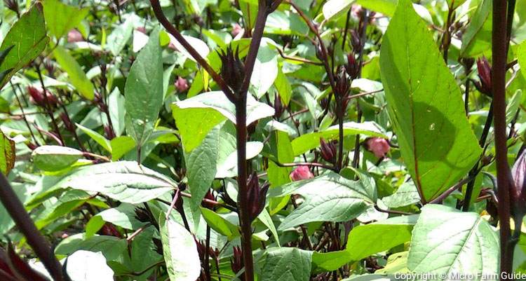 sorrel plants with flowers and calyces