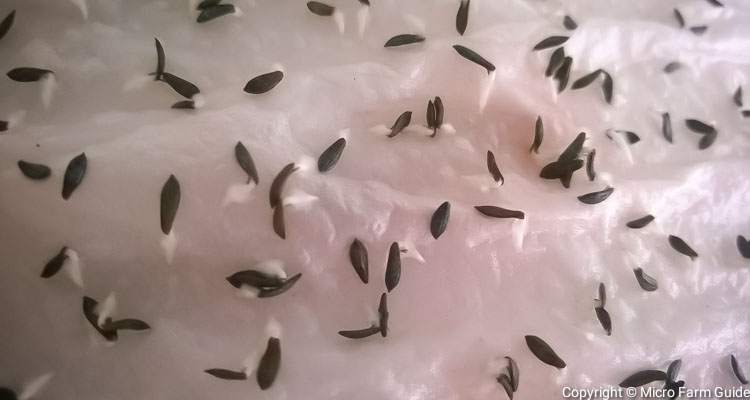 sprouted lettuce seeds on damp paper towel