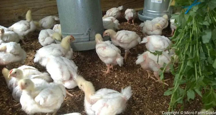 three weeks old broiler chicks