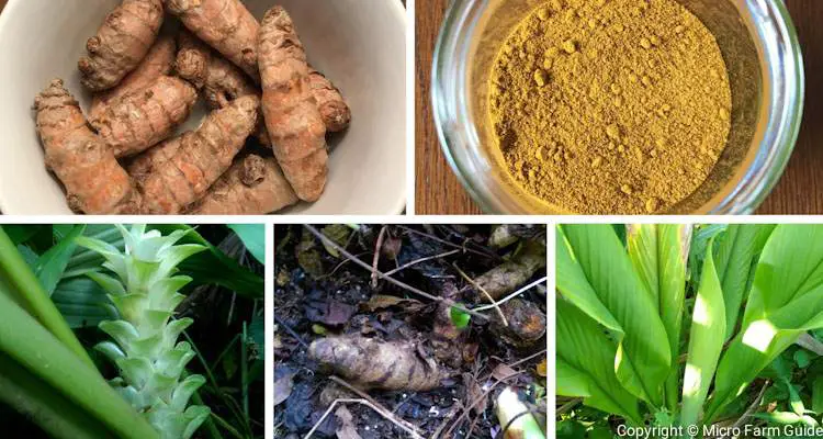 turmeric curcuma longa plant and power