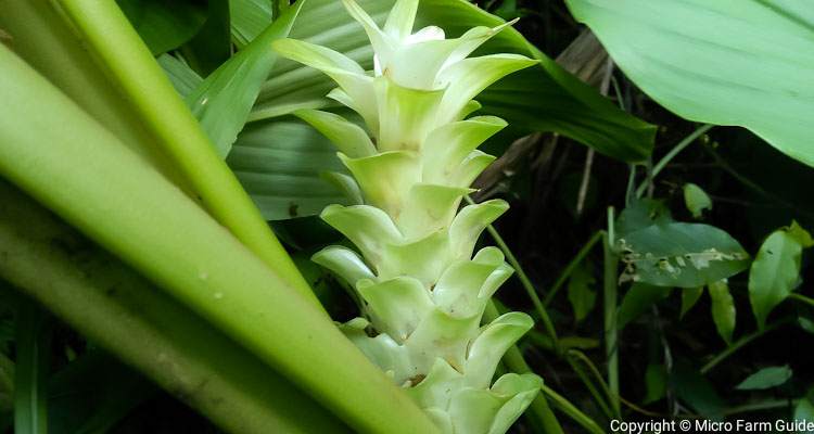 turmeric flower