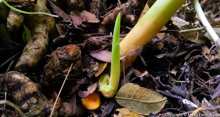 turmeric plant growing from rhizome