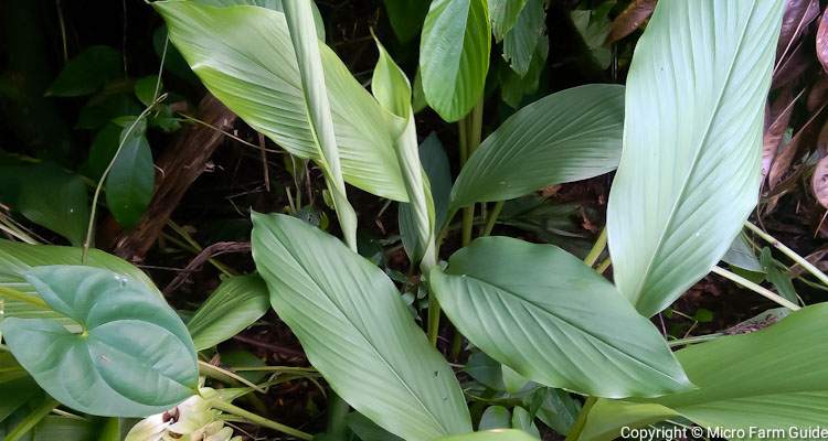 turmeric plant leaves