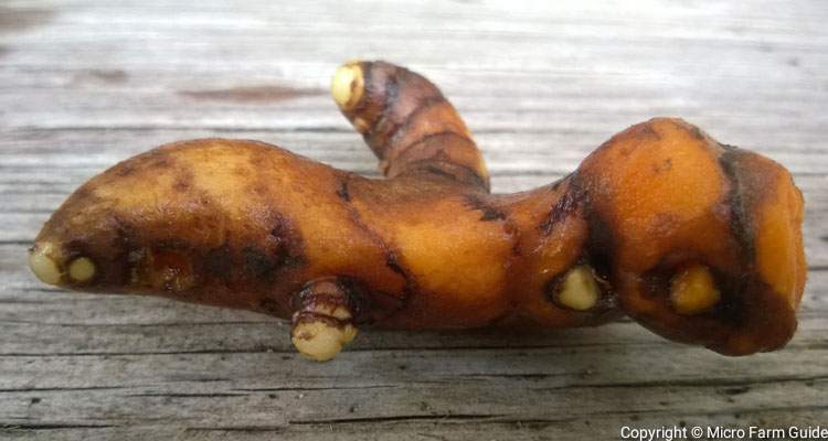 turmeric rhizome with buds