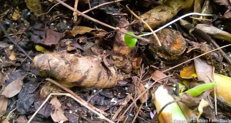 turmeric rhizomes sticking out of ground