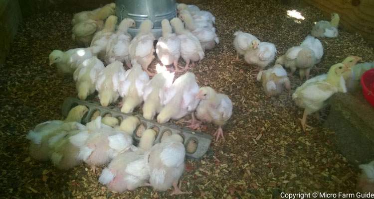 two weeks old broiler chicks