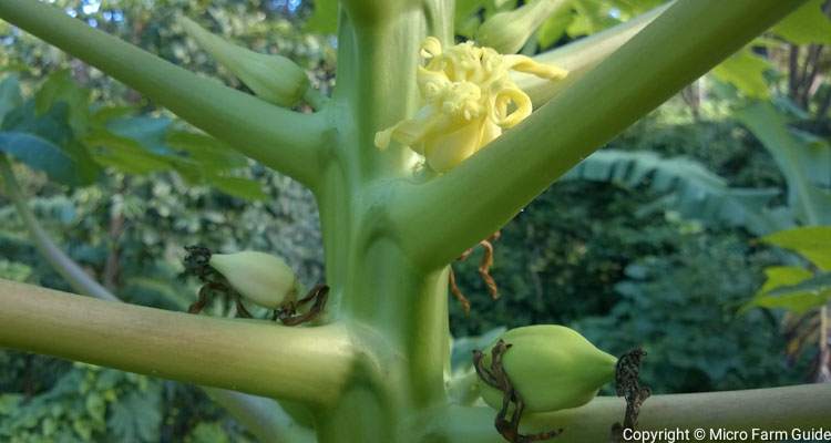 unpollinated papaya fruit in background about to drop