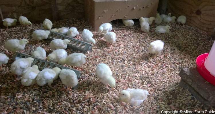 week old broiler chicks in coop