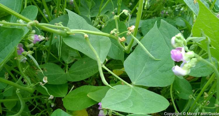 young green bean pods and flowers