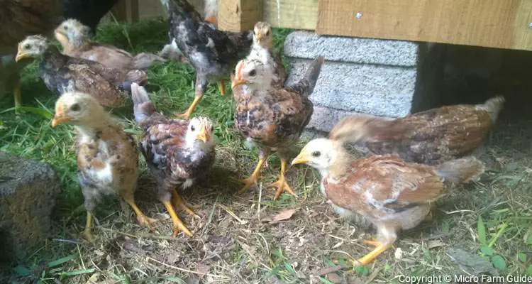 young local chickens in coop