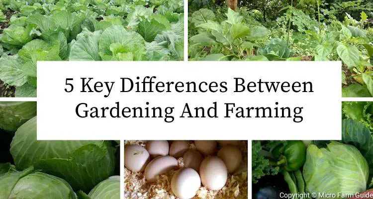 5 key differences between gardening and farming