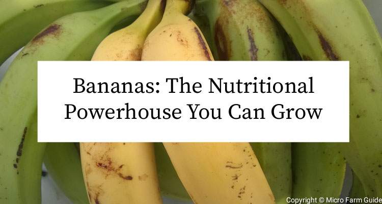Bananas The Nutritional Powerhouse You Can Grow At Home