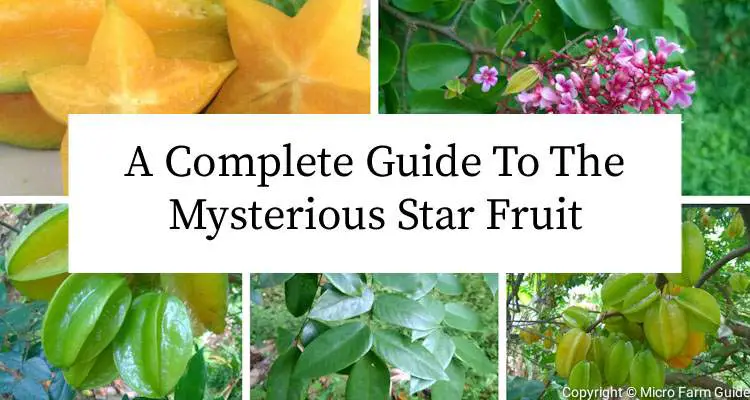 Carambola - A Complete Guide To The Mysterious Star Fruit