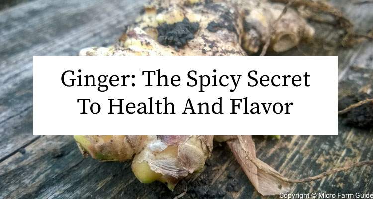 Ginger The Spicy Secret To Health And Flavor