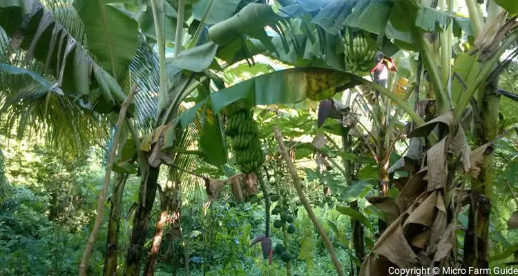 bananas ready to harvest