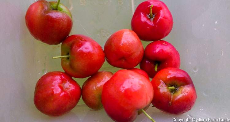 barbados cherries in container