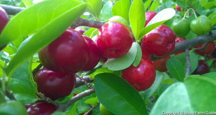 barbados cherries on tree close up