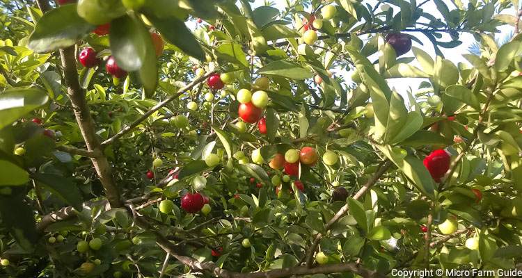 barbados cherries on tree ripe and green