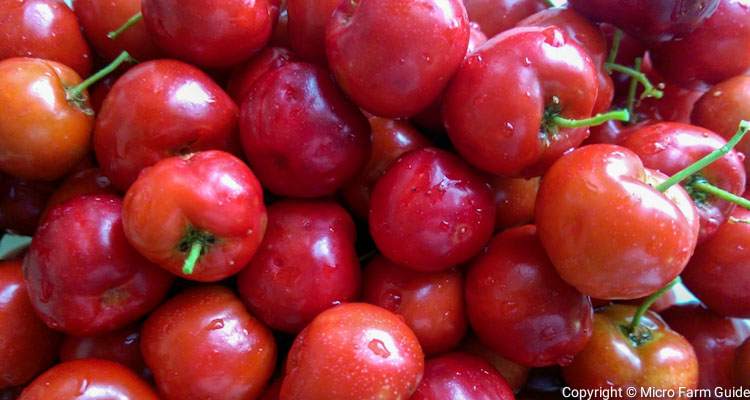 ripe barbados cherries