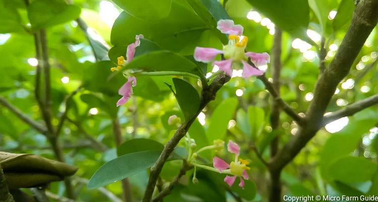 barbados cherry flowers