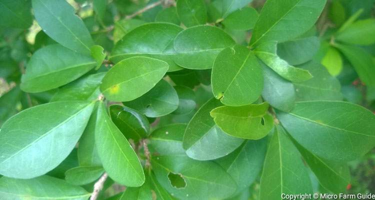 barbados cherry leaves