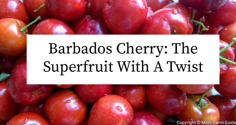 barbados cherries the superfruit with a twist