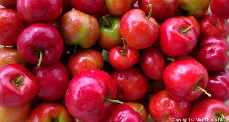 close up barbados cherries