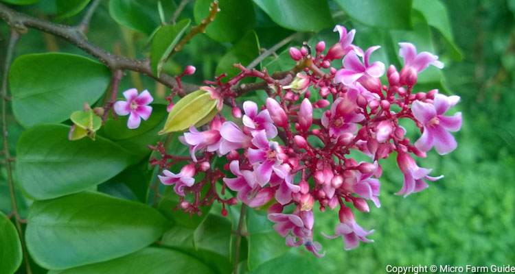 carambola flowers and leaves