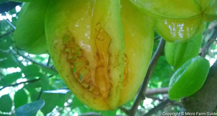 carambola fruit pest damage