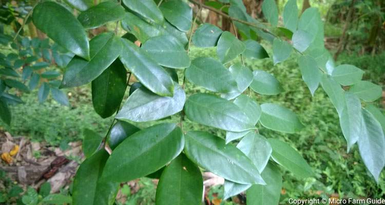 carambola leaves