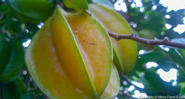 sweet carambola ripening on tree