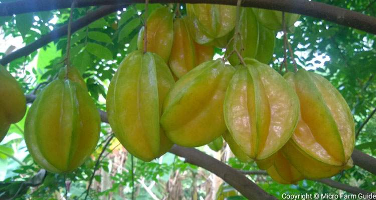 cluster of carambola on tree