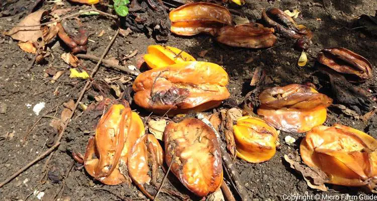 decomposing carambola on ground