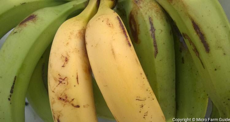 full and ripe banana plantains