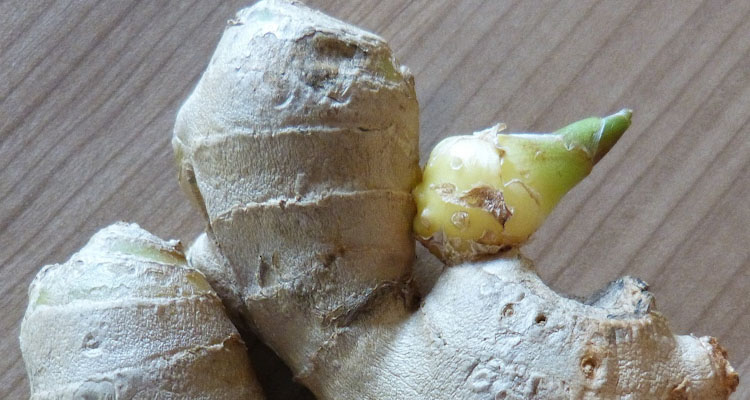 ginger bud growing point
